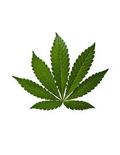 Aroma Cannabis 10ml - VapFip VapFip - 1 2