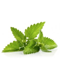 Aroma Menta 10ml - VapFip VapFip - 1 2